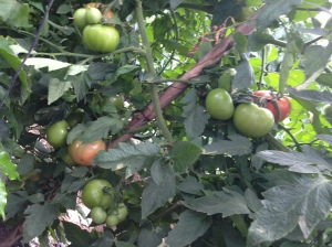 Plantacion de tomates en Costa Rica